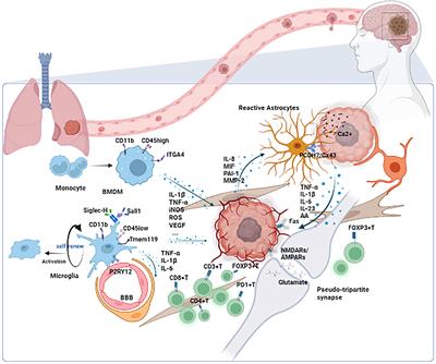 Microenvironment and the progress of immunotherapy in clinical practice of NSCLC brain metastasis